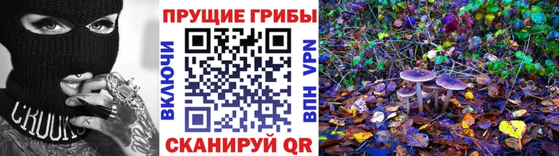 Псилоцибиновые грибы Cubensis  Купить закладки  Новоузенск 